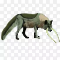 肉食嘴陆生动物野生动物.菌丝-空若网 肉食嘴陆生动物野生动物.菌丝-空若网