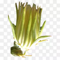 ֲ�ﾥ��Ʒ�²˿�-������