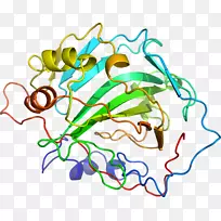 ֱ�ߵ�ֲ�ﾥ��������-������