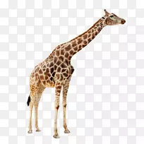 长颈鹿鸭群摄影动物园-动物长颈鹿-空若网 长颈鹿鸭群摄影动物园-动物长颈鹿-空若网