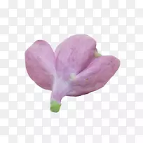 �϶��㿪��ֲ��-����-������