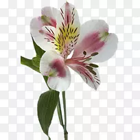 印加花百合根茎的百合-空若网 印加花百合根茎的百合-空若网