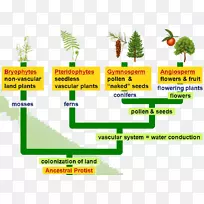 开花植物蕨类植物裸子植物苔藓植物-空若网 开花植物蕨类植物裸子植物苔藓植物-空若网