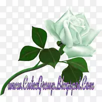 桌面壁纸玫瑰-空若网 桌面壁纸玫瑰-空若网