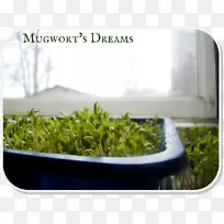 草本植物花盆科-空若网 草本植物花盆科-空若网