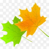 枫叶绿红叶-空若网 枫叶绿红叶-空若网