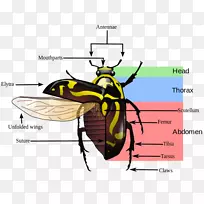 ¼×³æ-Ϭţ¼×³æ-¿ÕÈôÍø ¼×³æ-Ϭţ¼×³æ-¿ÕÈôÍø