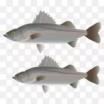 方形鲨鱼安琪鲨海洋生物动物群-天空-空若网 方形鲨鱼安琪鲨海洋生物动物群-天空-空若网