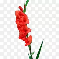 唐菖蒲生花切花红唐菖蒲-空若网 唐菖蒲生花切花红唐菖蒲-空若网