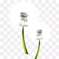 三星星系S5索尼xperia e天然安卓壁纸-白色蒲公英-空若网 三星星系S5索尼xperia e天然安卓壁纸-白色蒲公英-空若网