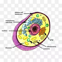 细胞理论科学癌症细胞科学-空若网 细胞理论科学癌症细胞科学-空若网