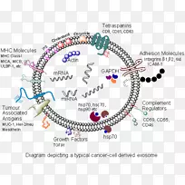 英国转化生长因子β前列腺癌研究-癌症免疫学-空若网 英国转化生长因子β前列腺癌研究-癌症免疫学-空若网
