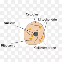 ֲ��ϸ��C��l��Lula������ϸ����λ-����ϸ��-������