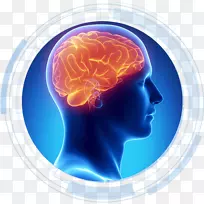 脑科学学习医学神经脑-空若网 脑科学学习医学神经脑-空若网