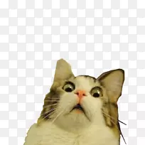 猫信息震惊博客-空若网 猫信息震惊博客-空若网