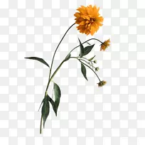 花菊-空若网 花菊-空若网