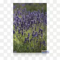 英国薰衣草红外线加热器法国薰衣草-空若网 英国薰衣草红外线加热器法国薰衣草-空若网