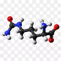 瓜氨酸精氨酸一氧化氮合酶球棒模型磷酸氨基甲酰-空若网 瓜氨酸精氨酸一氧化氮合酶球棒模型磷酸氨基甲酰-空若网