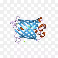 水母浅绿色荧光蛋白荧光-空若网 水母浅绿色荧光蛋白荧光-空若网