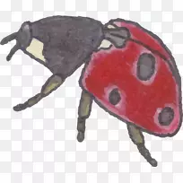 七星瓢虫-空若网 七星瓢虫-空若网