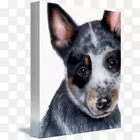 澳洲海带犬-澳洲牛犬-空若网 澳洲海带犬-澳洲牛犬-空若网