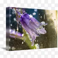 鱼类水海洋生物学-空若网 鱼类水海洋生物学-空若网