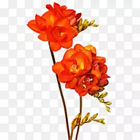 花卉设计切花-空若网 花卉设计切花-空若网