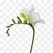 切花白花植物茎花-空若网 切花白花植物茎花-空若网