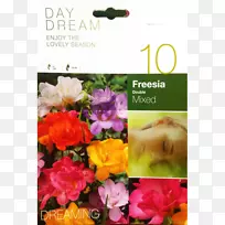 花卉设计:桂冠非洲玉米百合鳞茎-空若网 花卉设计:桂冠非洲玉米百合鳞茎-空若网