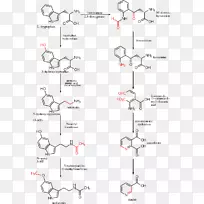 色氨酸羟化酶5-羟色胺褪黑素氨基酸-5-羟色胺-空若网 色氨酸羟化酶5-羟色胺褪黑素氨基酸-5-羟色胺-空若网