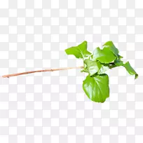 Ҷ��԰ֲ�ﾥҶ-������