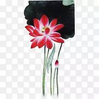 红花白莲花-空若网 红花白莲花-空若网