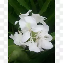 �����ݱ�ֲ��-��³�ٺ�-������