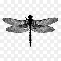 蜻蜓摄影-免费-蜻蜓-空若网 蜻蜓摄影-免费-蜻蜓-空若网
