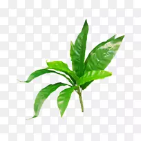 叶jmc花人工花蕨类植物茎叶-空若网 叶jmc花人工花蕨类植物茎叶-空若网