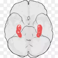 �����Գ�����ǿ�񾭿�ѧ��Ԫ��-������