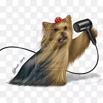 约克郡猎犬澳大利亚丝绸猎犬凯恩猎犬西部高地白狗伴犬约克郡猎犬-空若网 约克郡猎犬澳大利亚丝绸猎犬凯恩猎犬西部高地白狗伴犬约克郡猎犬-空若网