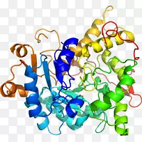 人体珠宝线有机体剪贴画线-空若网 人体珠宝线有机体剪贴画线-空若网