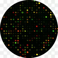 阵列比较基因组杂交遗传学基因组生物学-空若网 阵列比较基因组杂交遗传学基因组生物学-空若网