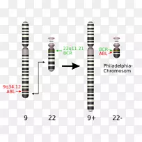 �ѳ�Ⱦɫ����λ������ϸ����Ѫ��Ⱦɫ���쳣Ⱦɫ��-������