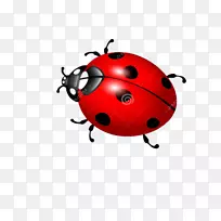 瓢虫甲虫-空若网 瓢虫甲虫-空若网