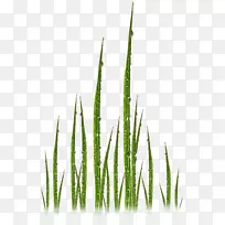 禾本科商品植物茎科-空若网 禾本科商品植物茎科-空若网