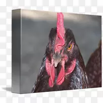 鸡喙鸡作为食物-玛丽琼斯-空若网 鸡喙鸡作为食物-玛丽琼斯-空若网