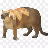 胡须猫萨库伦狗宠物猫-空若网 胡须猫萨库伦狗宠物猫-空若网