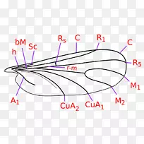 沙蝇鼻昆虫翅眉鼻-空若网 沙蝇鼻昆虫翅眉鼻-空若网