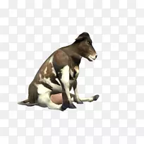 牛,野生动物,陆生动物鼻子-空若网 牛,野生动物,陆生动物鼻子-空若网