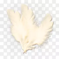 羽毛翼尾喙手绘羽毛-空若网 羽毛翼尾喙手绘羽毛-空若网