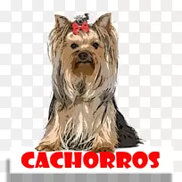 约克郡猎犬,澳大利亚丝毛猎犬,凯恩猎犬,同伴犬,小狗品种-小狗-空若网 约克郡猎犬,澳大利亚丝毛猎犬,凯恩猎犬,同伴犬,小狗品种-小狗-空若网