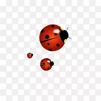 瓢虫插图-空若网 瓢虫插图-空若网