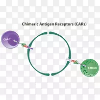 嵌合抗原受体自然杀伤细胞T细胞嵌合体-空若网 嵌合抗原受体自然杀伤细胞T细胞嵌合体-空若网